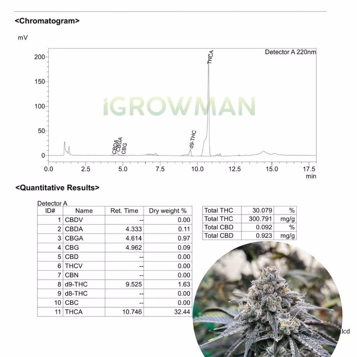 Cannabis Dispensary iGrowman Weed High_420 logo
