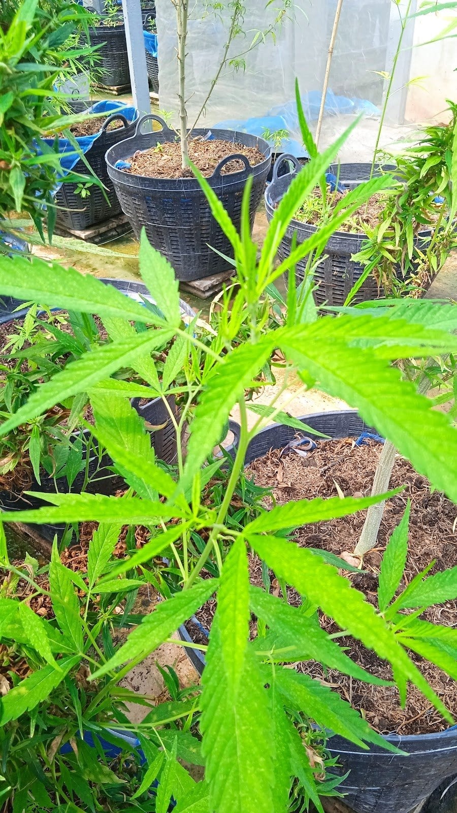 Cannabis Station