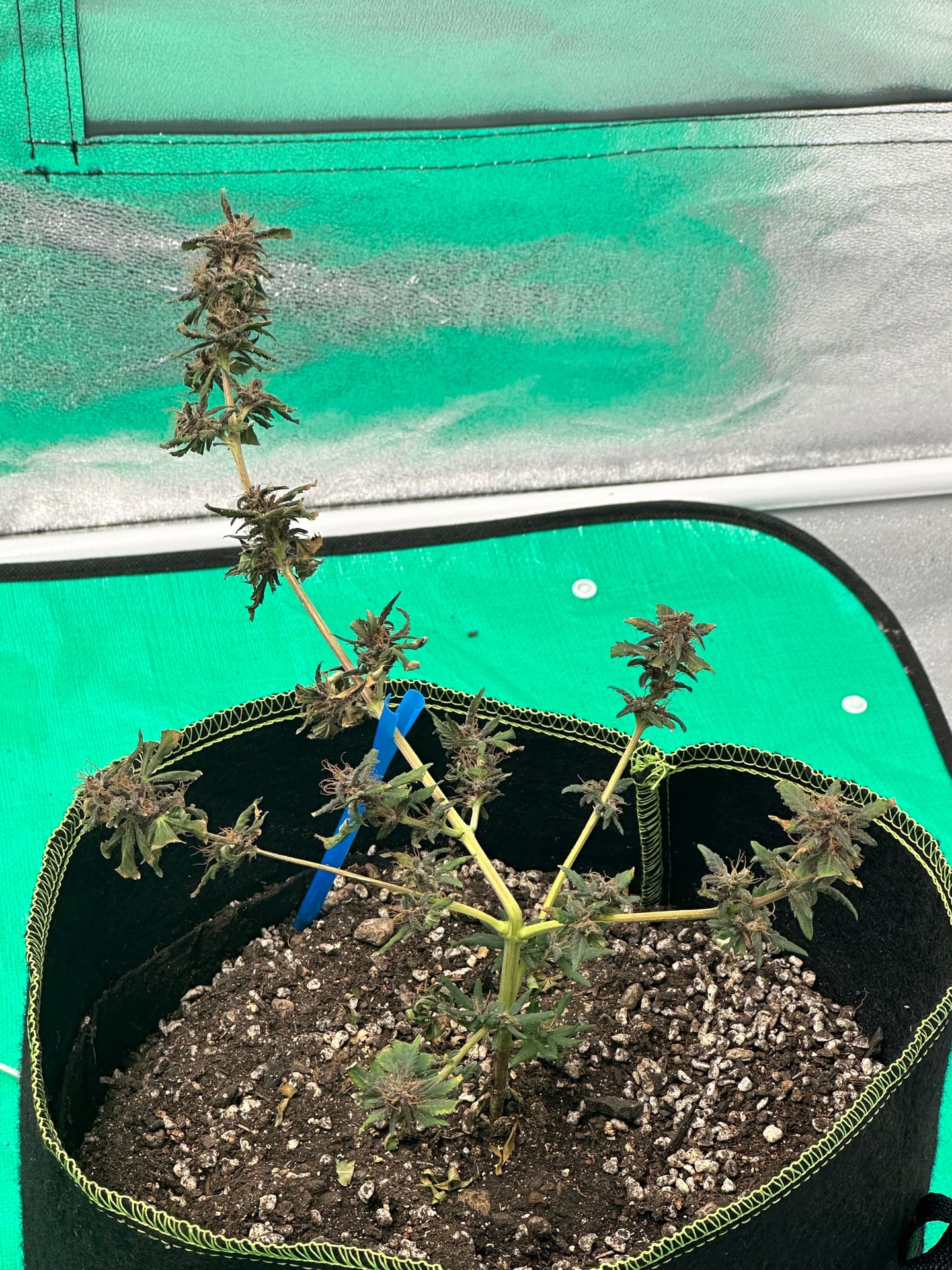 High-Bro
