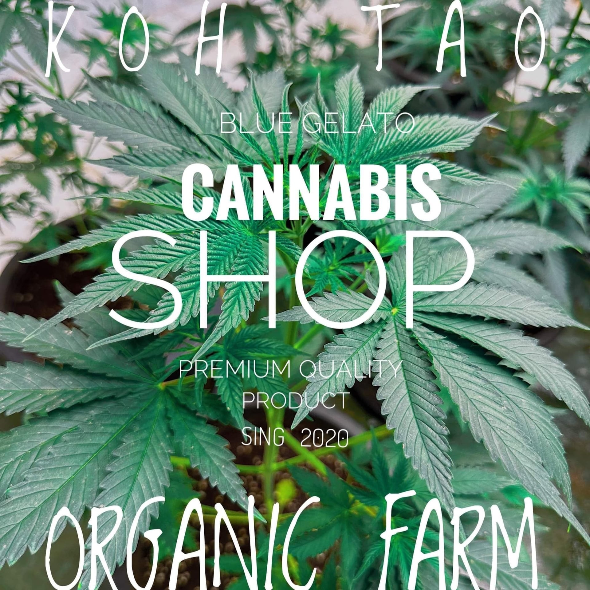 Koh Tao Blue Gelato Cannabis Shop Oganic Farm